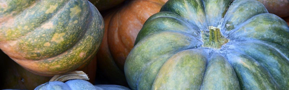 Best Pumpkin Patches in Winchester VA
