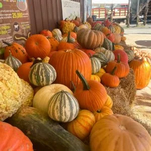 Fall Pumpkin Harvest Festival