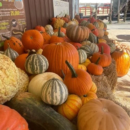 Great Country Farms Fall Festivals