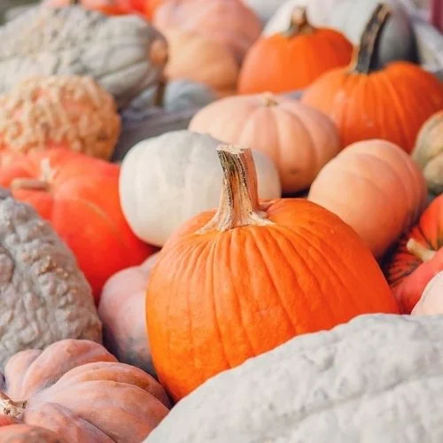 Wayside Farm Fun: Corn Maze & Family Attractions