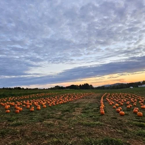 Marker-Miller Orchards Pumpkin Patch